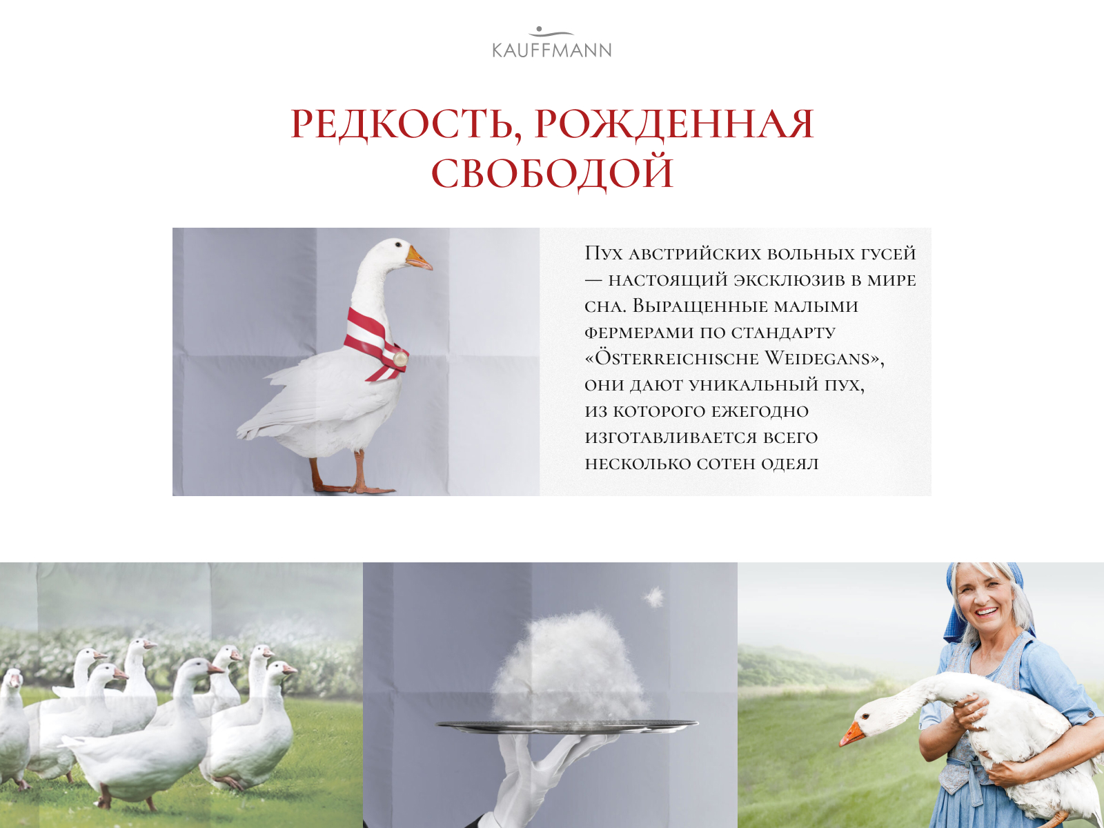 ������ Kauffmann Bavaria, ������ � ������ � 80 ��������