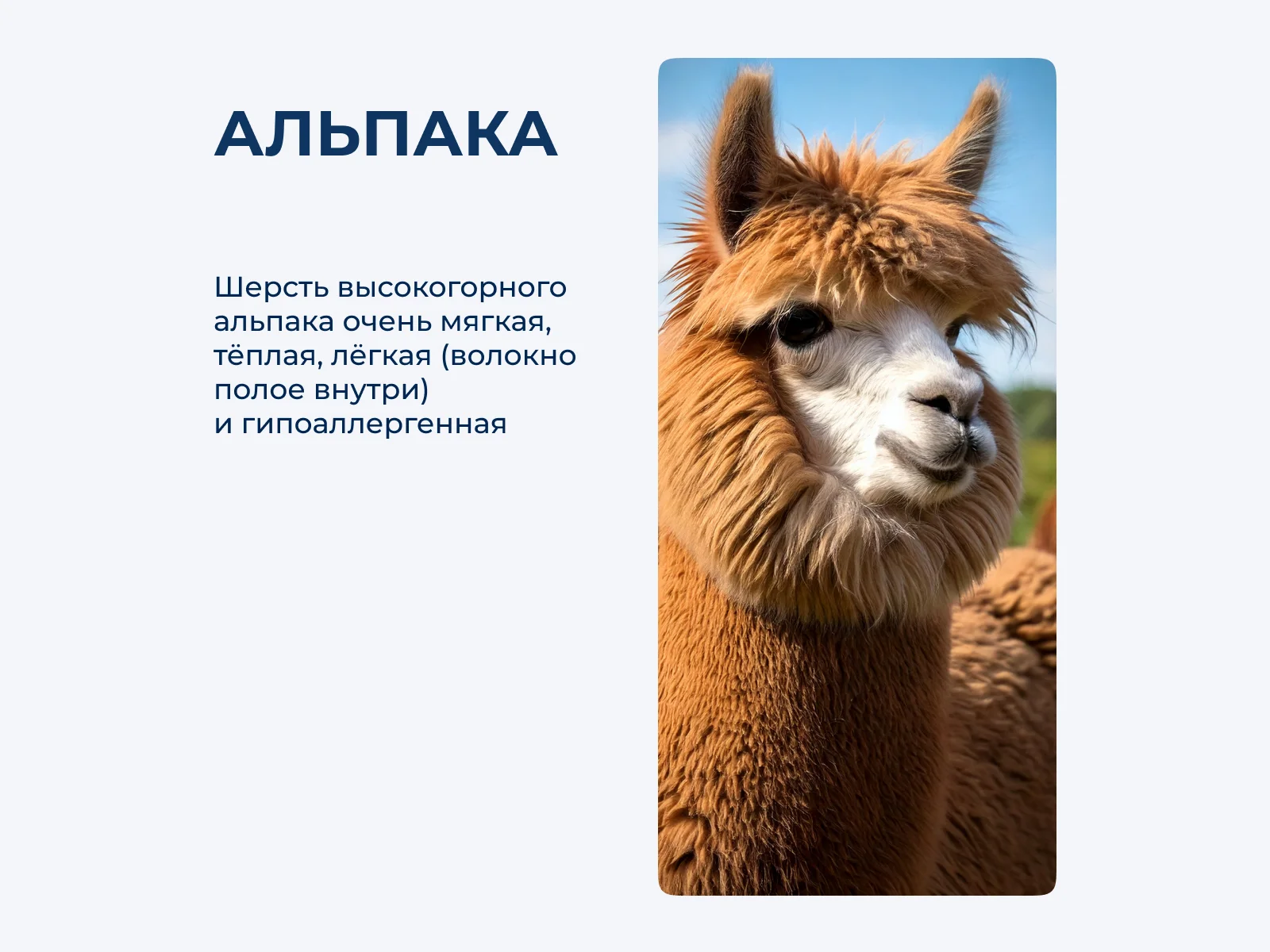 ������ ������ Primavelle Alpaca ��������