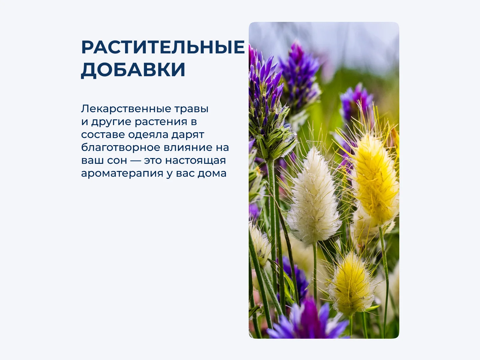 ������ ������� ����� ��