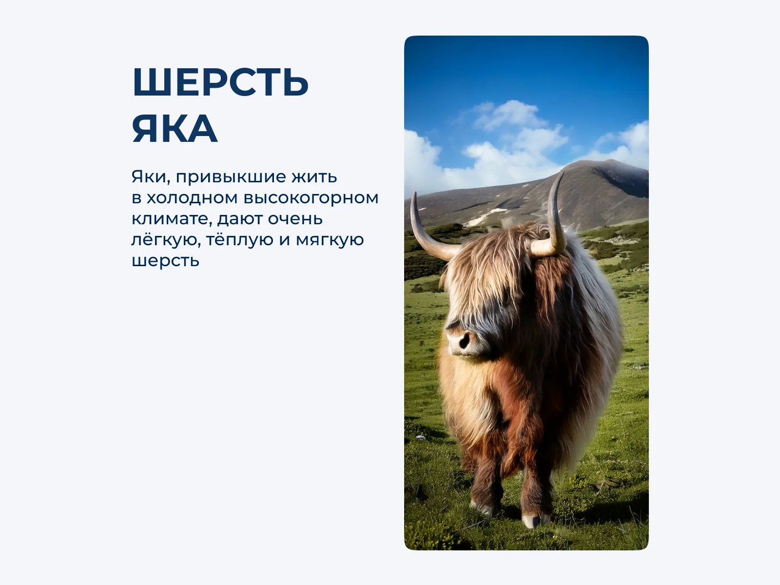 ������ ������ Sofi De Marko Yak wool, ����� ��������