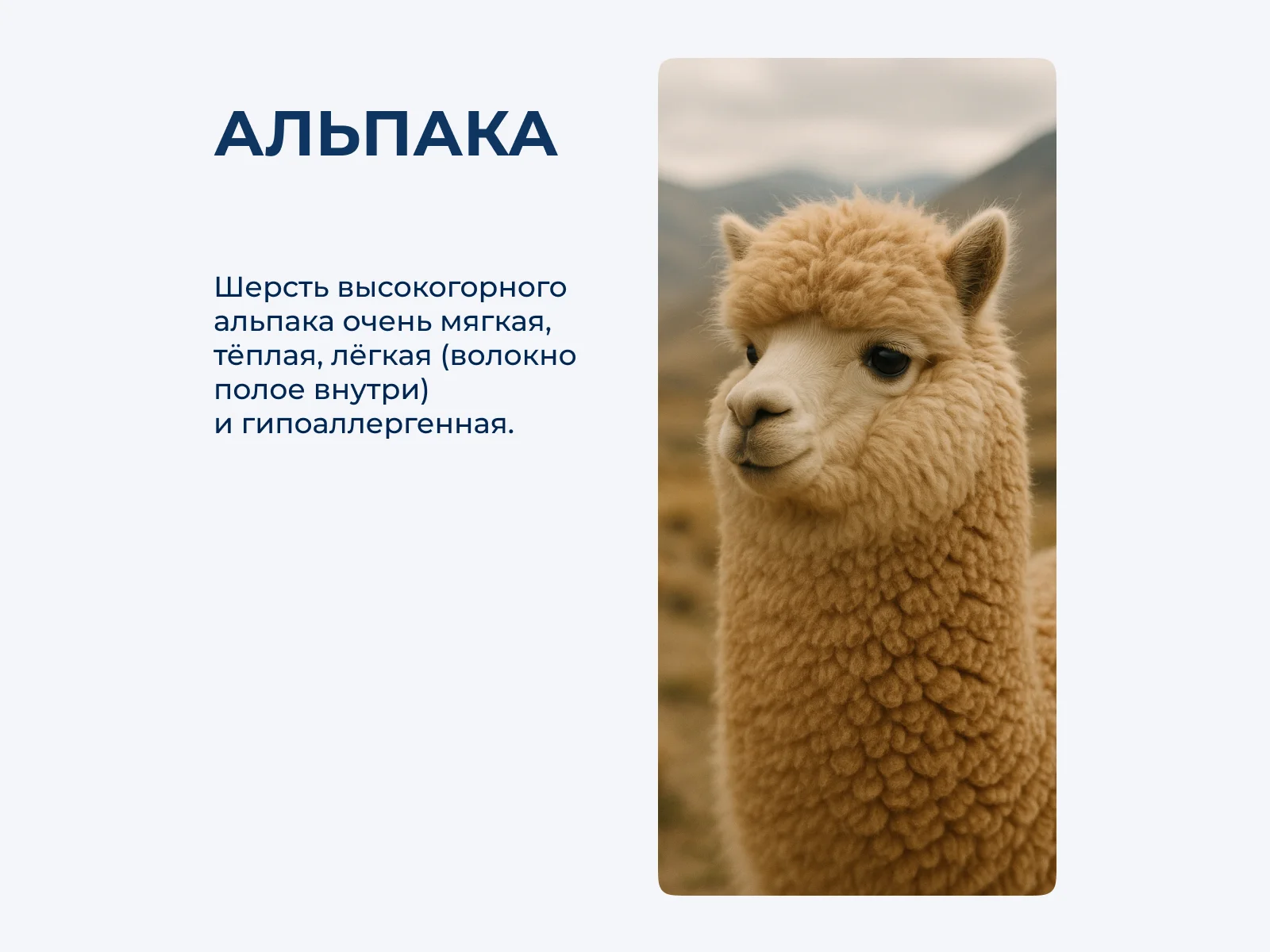 ���� Elvang Inca � ���� 20790 �. � 12 ��������