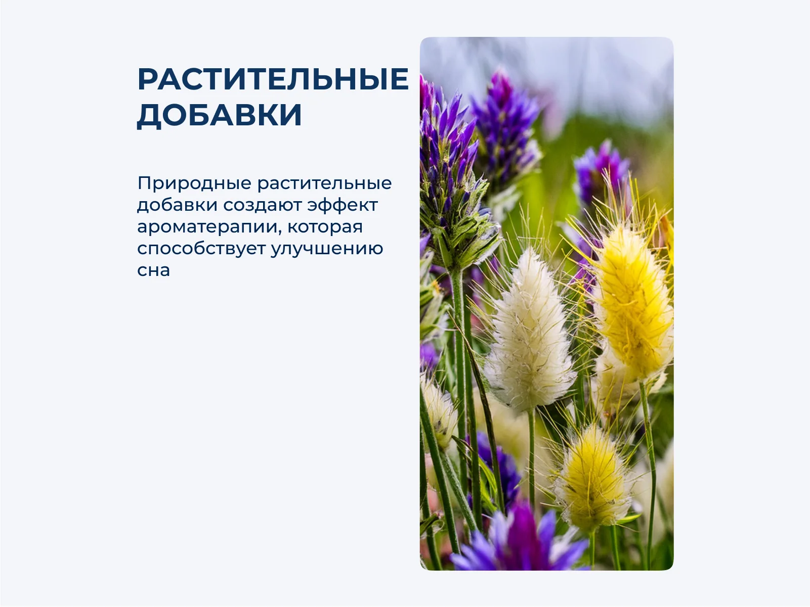 ������� ������ Flora Cedar Maxi � ������� ������� ��������� � 1 ������