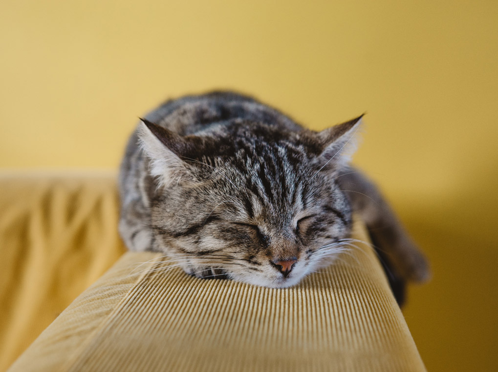 ���� �� ����������� ������ ������� ����������