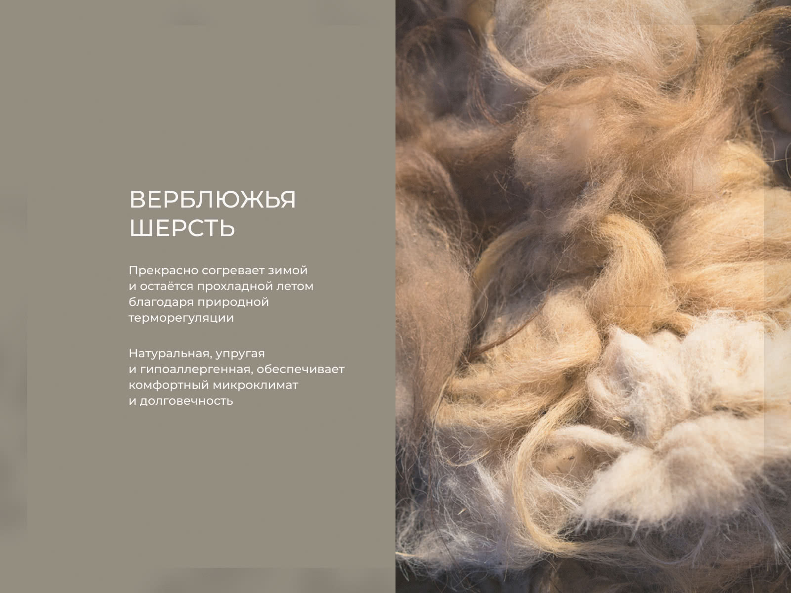 ������ Auriga Adhara � [120 x 200 ��] � ����/����