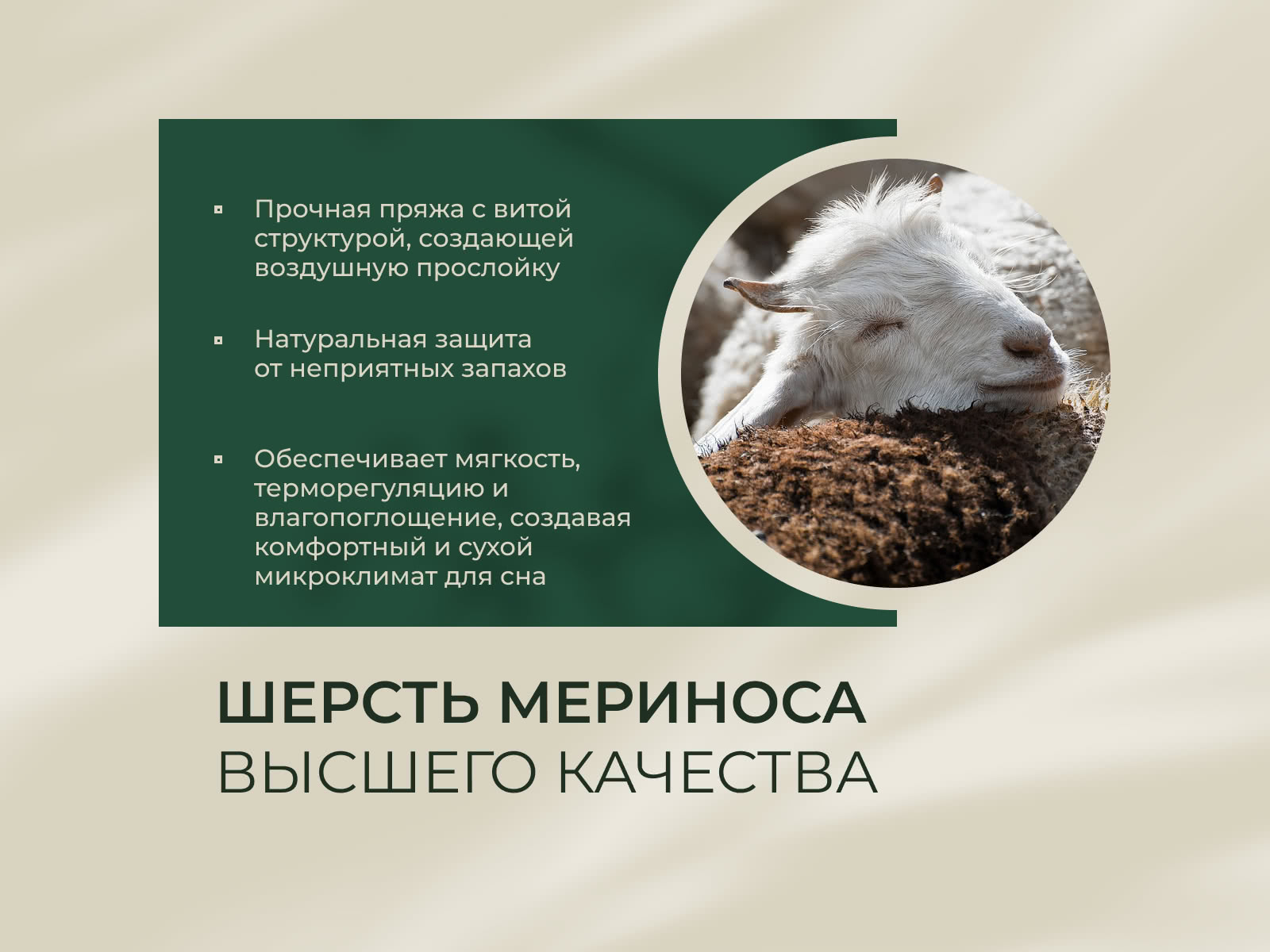 ������ Primavera Merino � ������ �������: 17 ��. � ������� � ������