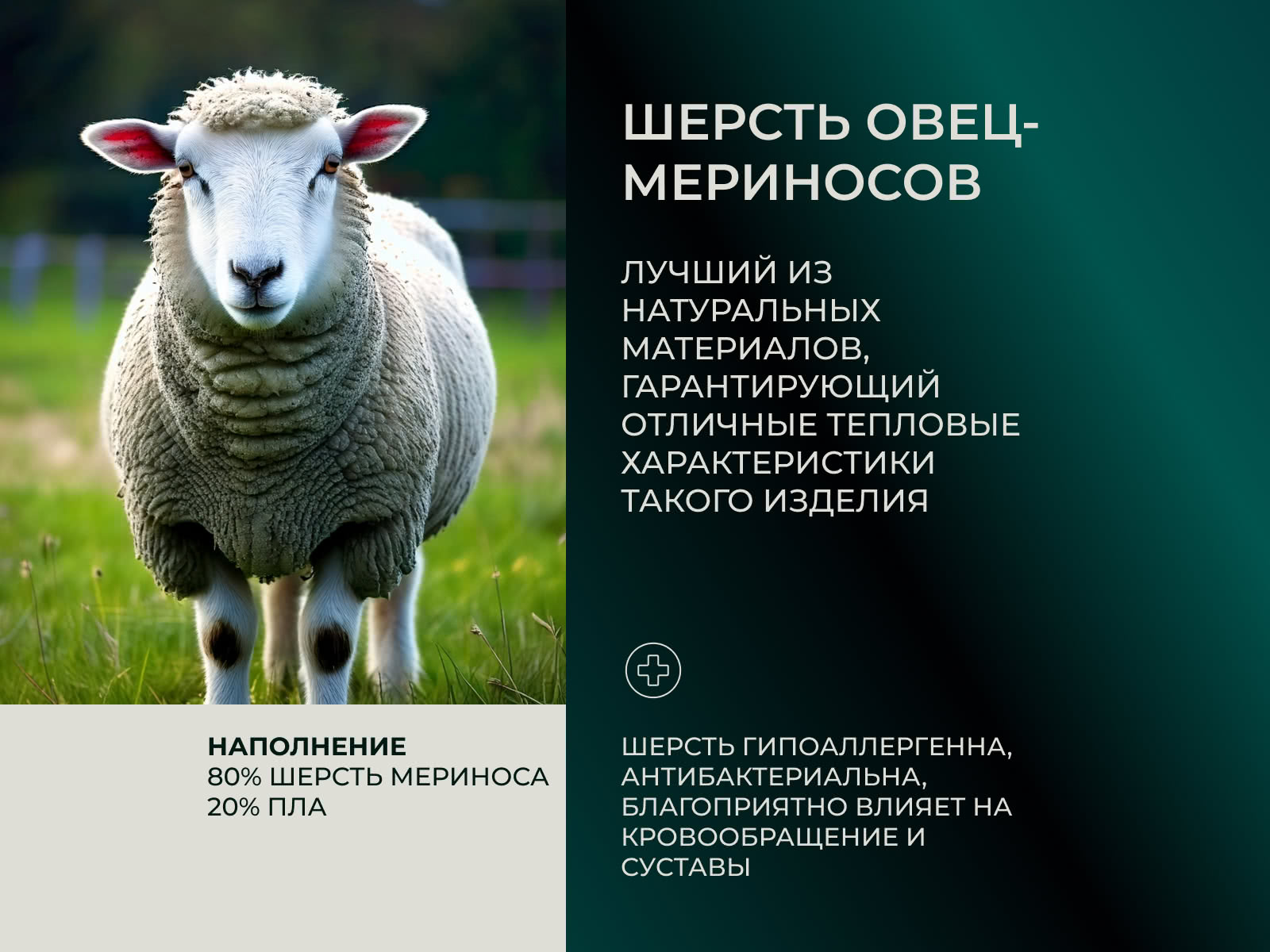 ������ ������ Anna Flaum Merino, ������ ��������