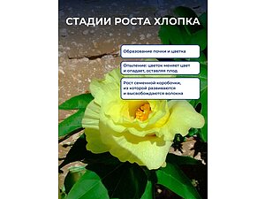 ������ ����� �����������